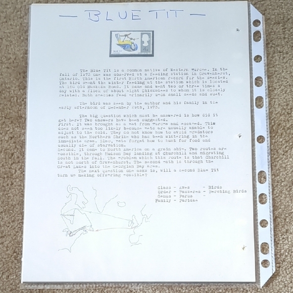 Bluetit Bird Study Stamp - Educational Nature Design - Picture 1 of 2